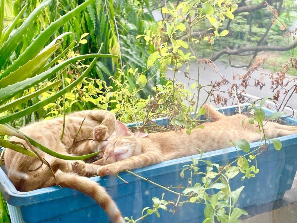 I Have Kittens Now: Meet Crossy & Chinie!