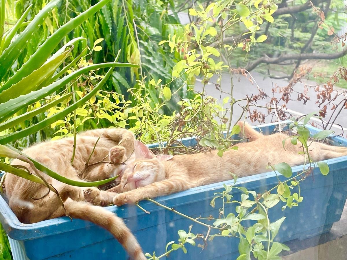 I Have Kittens Now: Meet Crossy & Chinie!